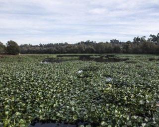 Cacia alerta para praga de jacintos no Vouga.