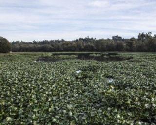 Cacia: Freguesia pede olhar do Governo para praga de jacintos de água.