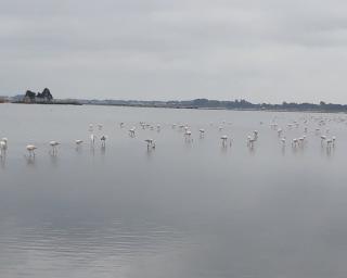 Aveiro: Autarquia dá passos para recuperar o Lago do Paraíso. Desporto e turismo às portas da cidade.