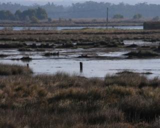 Ovar: Produtores da Marinha pedem intervenção em defesa de terrenos agrícolas.