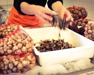 Sentidos de Mar prepara viagem ao mundo dos bivalves na ria de Aveiro.