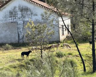 cidadão alerta para matilha de animais errantes na Gafanha da Encarnação