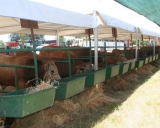 Feira Agrícola da Murtosa abre portas esta quinta.