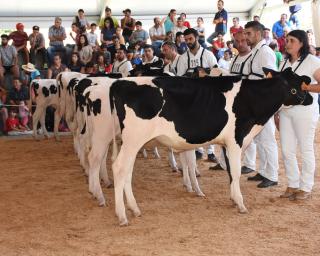 Feira Agrícola da Murtosa abre portas esta quinta-feira. 