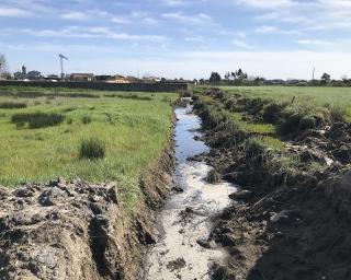 Águas do Centro Litoral nega lançamento de efluentes na ria.