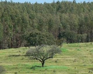 Navigator renova classificação máxima nos rankings globais do CDP.