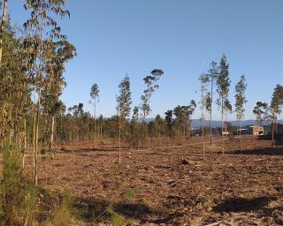 Oliveira do Bairro conclui mais uma etapa na limpeza de terrenos contíguos a zonas industriais.