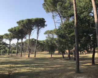 Oliveira do Bairro: Dia da Cidade celebra-se este domingo.