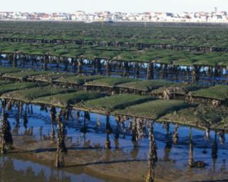 Ílhavo: Autarquia diz que alargamento da área de exploração de ostras viola Plano de Aquicultura.