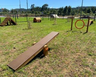 Albergaria-a-Velha abre dois Parques Caninos.