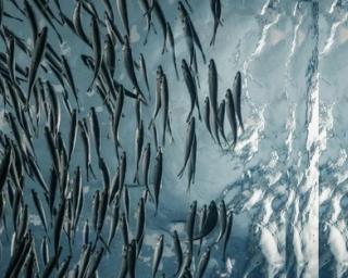 Projeto TraSeafood sobre Rastreabilidade da Origem Geográfica abre caminho à certificação de origem do pescado e produtos marinhos.