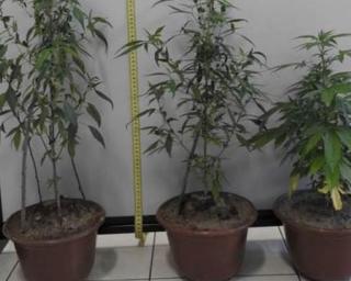 Ovar: PSP deteve homem por suspeita de cultivo de cannabis.