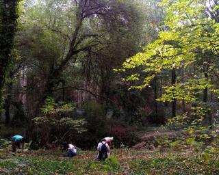 Quercus com projeto para apoiar a defesa de pequenas manchas de floresta autóctone.