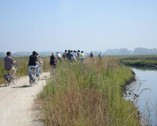 Quercus Aveiro promove passeio de bicicleta nas margens da Pateira de Fermentelos.