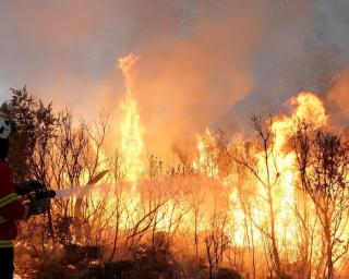 Detido presumível autor dos crimes de incêndio florestal em Anadia.