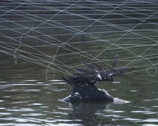 ICNF diz que há poucos casos de aves presas em redes de proteção nas aquaculturas.