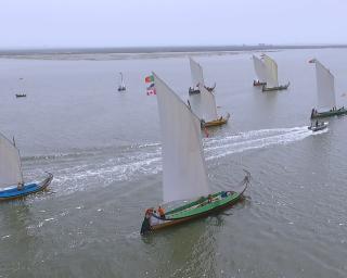 Regata de Moliceiros leva animação à ria.