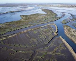 Definidas restrições à pesca do sável e da lampreia na Ria de Aveiro.