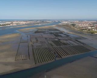 Associação de Pesca Artesanal da Ria de Aveiro contra nova área de concessão para a produção de ostras.