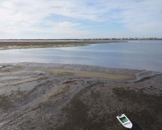 Estudo da UA sobre pradarias marinhas alerta para novas dragagens na Ria.