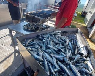festival da sardinha bate recordes
