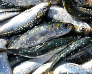 Pesca da sardinha está de novo autorizada.