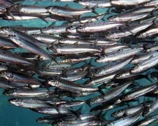 IPMA já iniciou estudo sobre stock de sardinha.