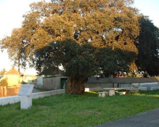 Estarreja: Mil bolotas do Sobreiro de S. Geraldo semeadas na Quinta do Marinheiro.