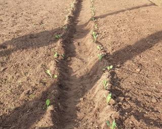 projeto horta da vizinha em fase de arranque