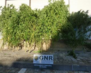 GNR: Detido por cultivo de cannabis.