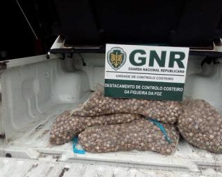 GNR da Gafanha da Nazaré: Apreensão de 246 quilos de bivalves impróprios para consumo.