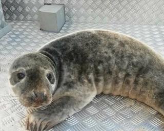 Foca bebé resgatada com vida do areal de Maceda transportada para o Ecomare na Gafanha da Nazaré.